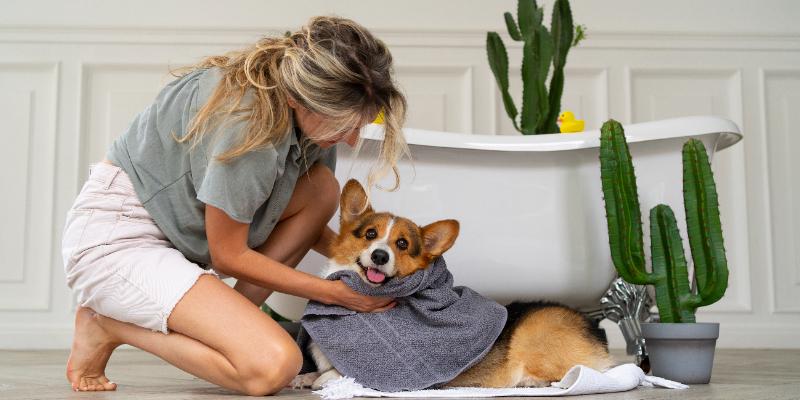 5 cuidados que debes tener con tu perro al bañarlo